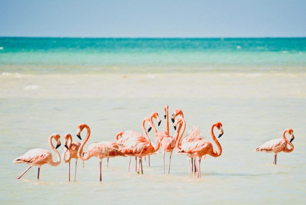 where to see flamingos in cancun